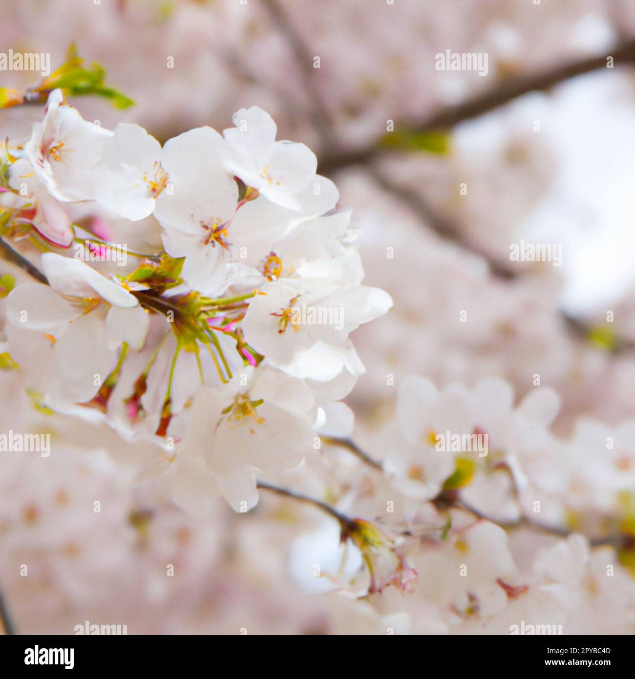 Sakura, species and varieties of trees of the subfamily Plum Prunoideae, serrated cherry Prunus serrulata. Decorative plants. Lovely pink flowers blooming in spring. Ephemerality of life, Buddhism. Stock Photo
