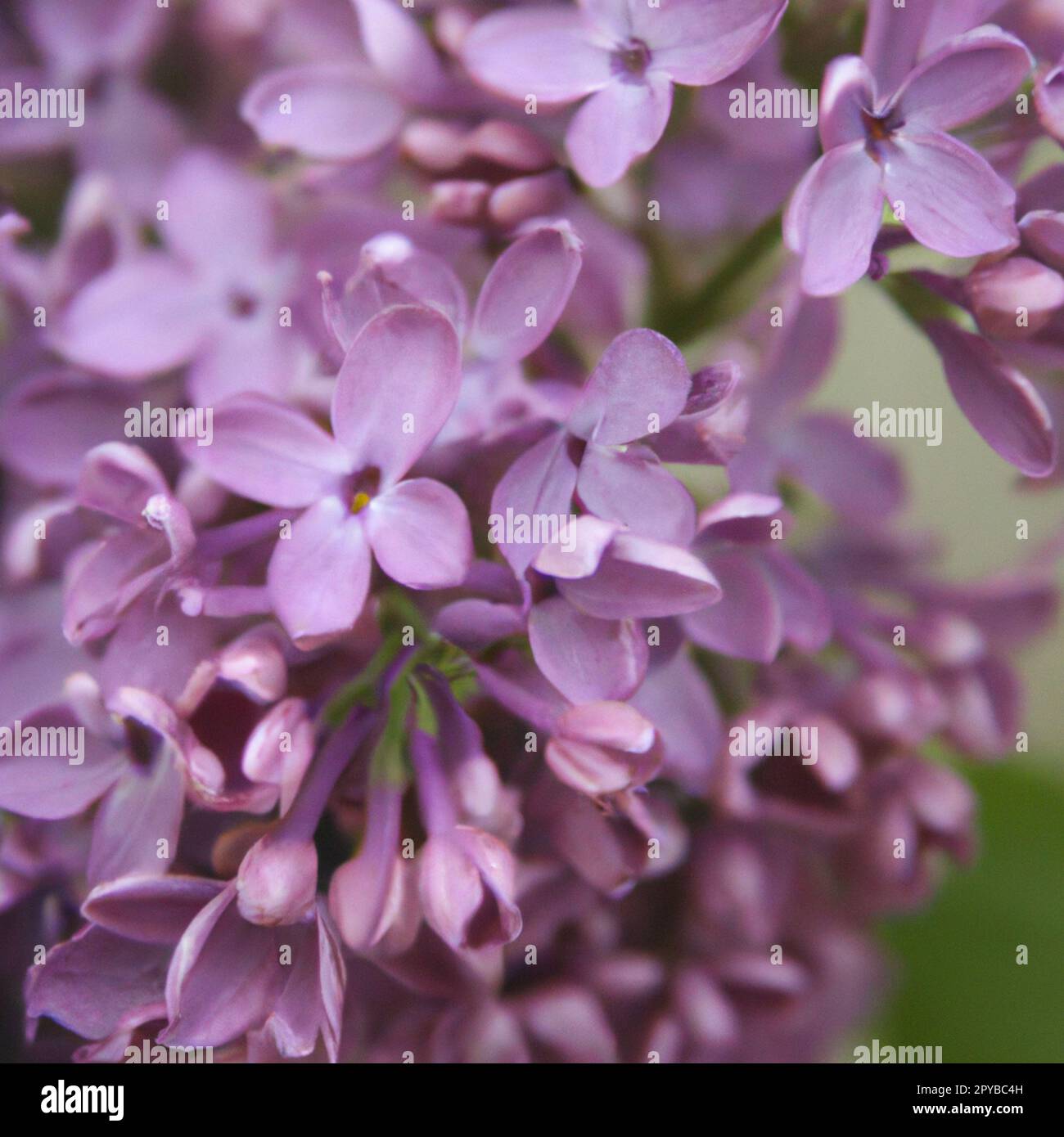 Purple lilac flowers as background. Lilac Syringa is a genus of shrubs belonging to the olive family Oleaceae. Blooming garden. Smell and aroma of lilac. Picture for the label. The coming of spring Stock Photo