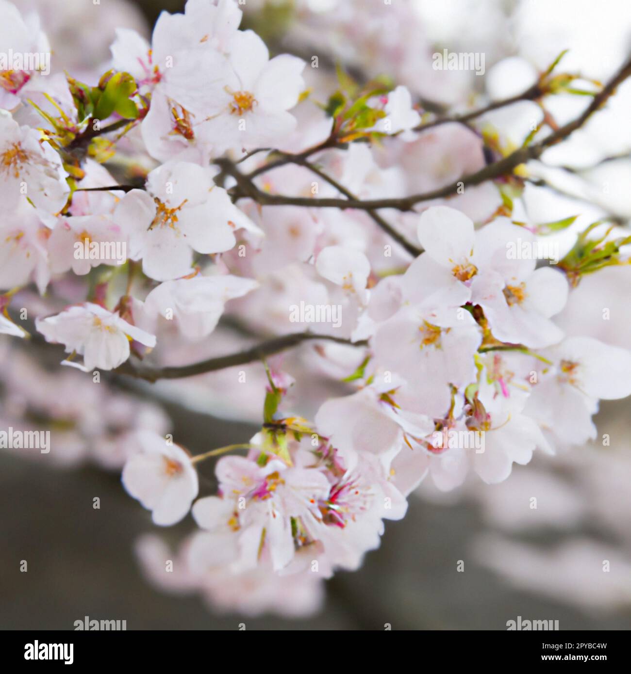 Sakura, species and varieties of trees of the subfamily Plum Prunoideae ...
