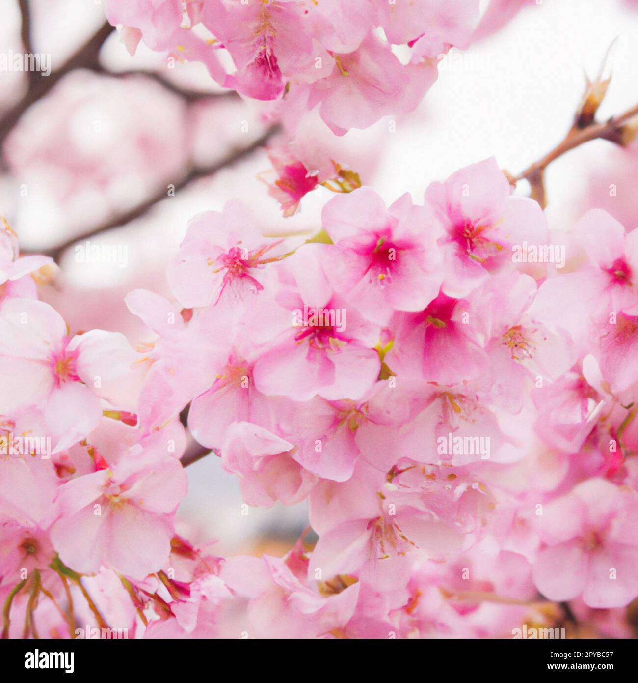 Sakura, species and varieties of trees of the subfamily Plum Prunoideae, serrated cherry Prunus serrulata. Decorative plants. Lovely pink flowers blooming in spring. Ephemerality of life, Buddhism. Stock Photo