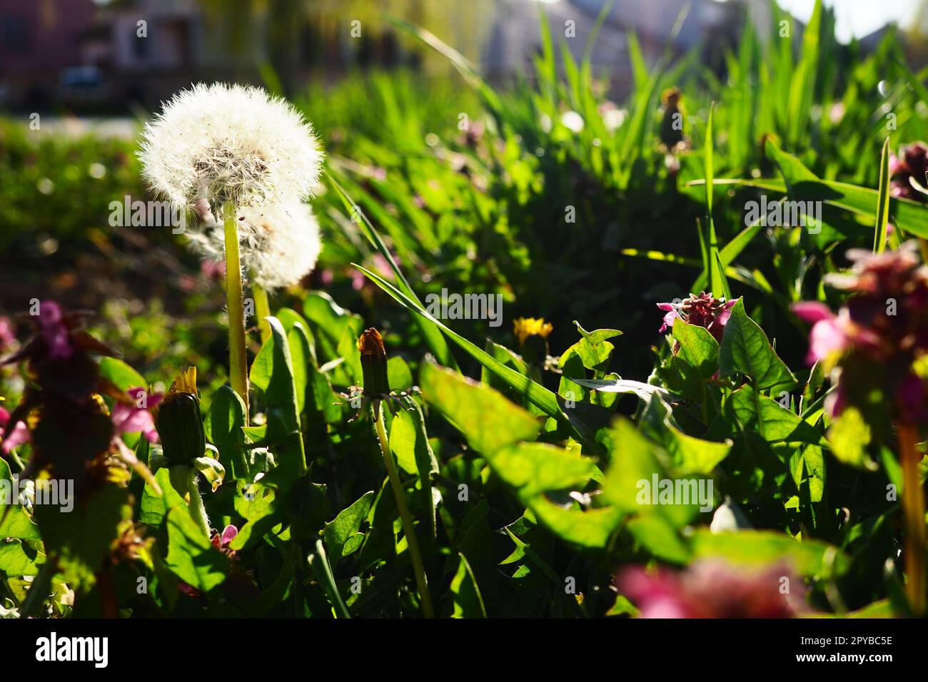 The dandelion Taraxacum is a genus of perennial herbaceous plants in the family Asteraceae. Type species of the genus - Dandelion officinalis. White volatile dandelion seeds in a meadow Stock Photo