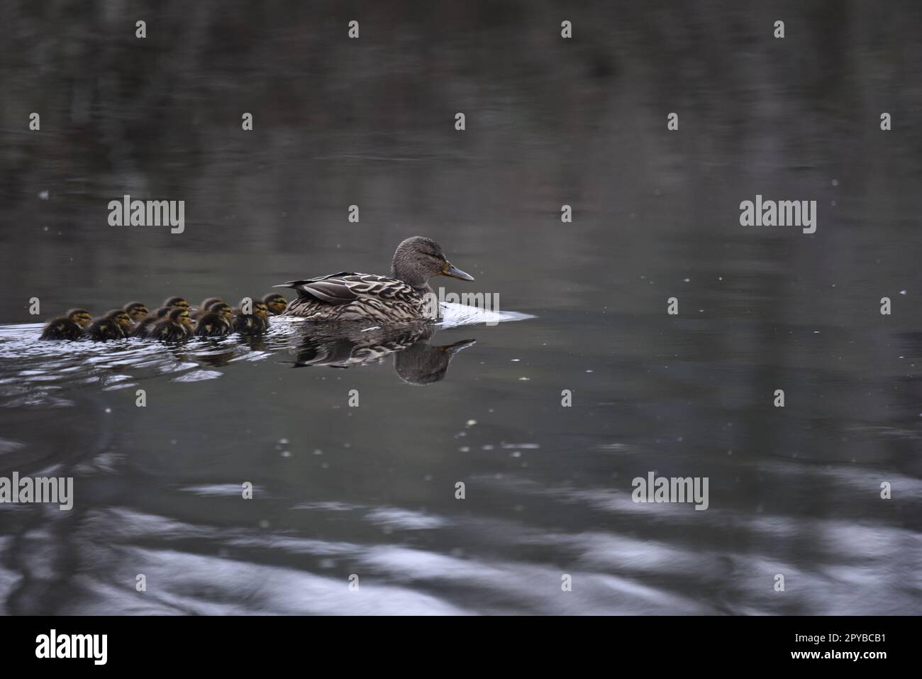 Low Key Image of Female Mallard (Anas platyrhynchos) with 11 Ducklings Swimming Left to Right, Left of Image, with Water Trail, taken in Wales, UK Stock Photo