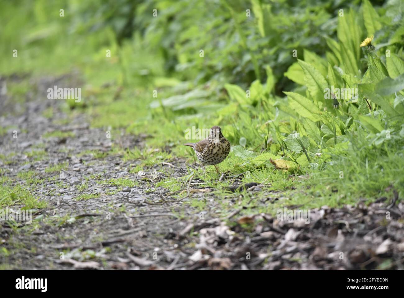 Song Thrush (Turdus philomelos)  Facing Camera From the Middle of a Muddy Path in Wales, UK, taken in Late Spring Stock Photo