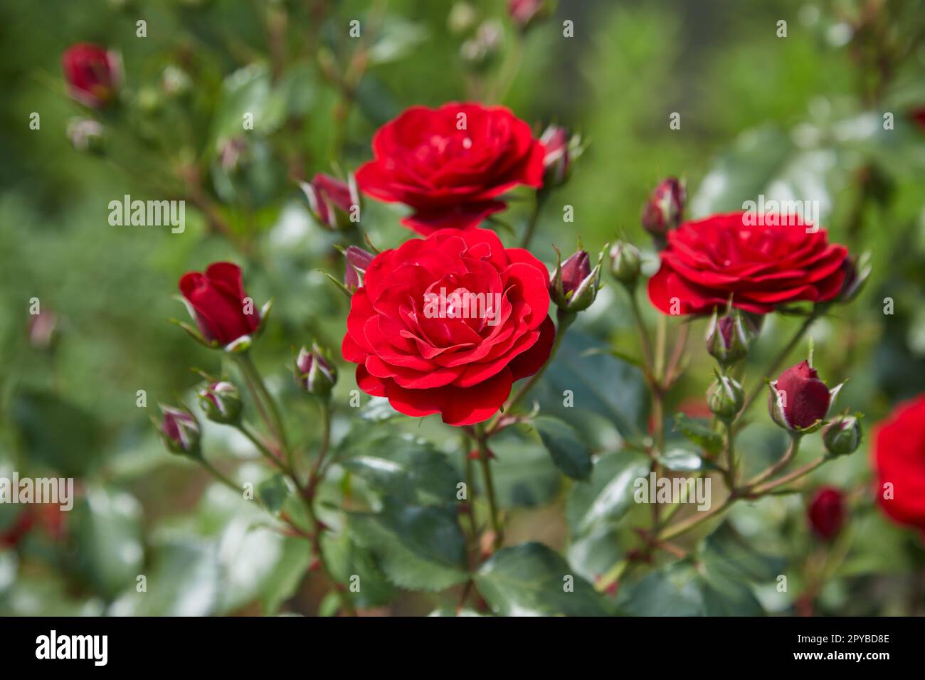 Red roses bloom in the summer in the country garden Stock Photo Alamy