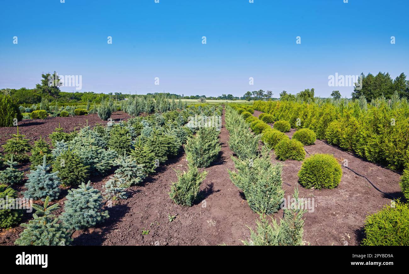 rows of young conifers in greenhouse with a lot of plants on plantation. Plant nursery. Stock Photo
