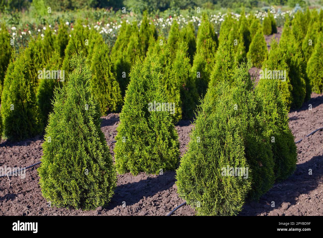 Thuja occidentalis 'Yellow Ribbon' - Iseli Nursery