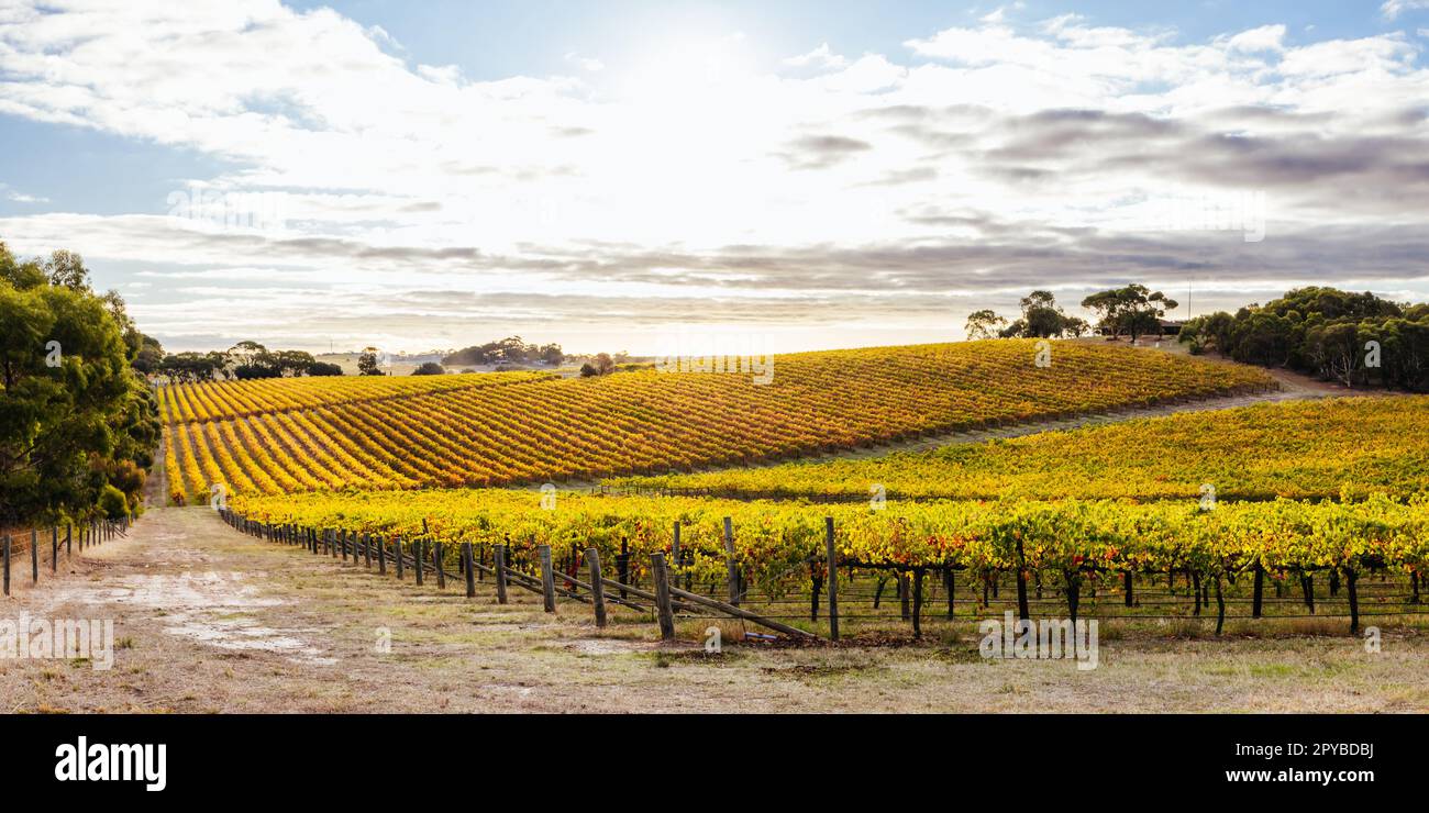 Mclaren Vale Wine Region Landscape in Australia Stock Photo Alamy