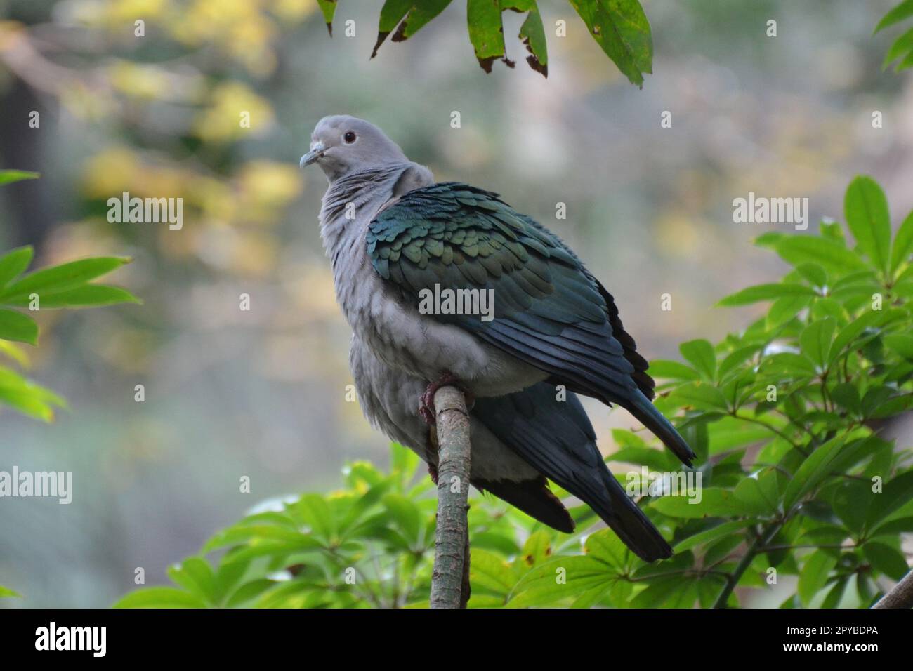 Portrait of a green imperial pigeon, Hong Kong Park Stock Photo