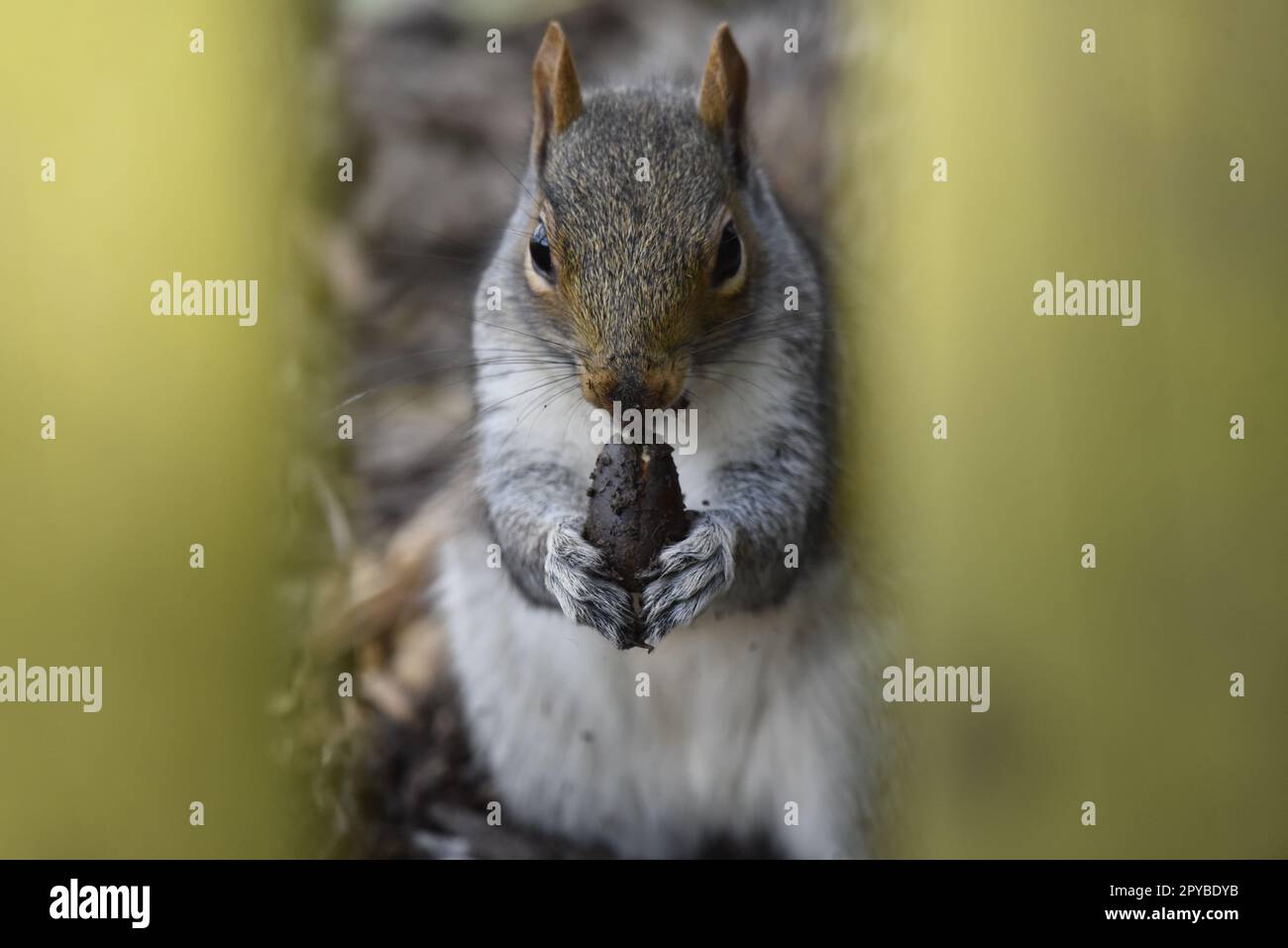 Close-Up Image of a Grey Squirrel (Sciurus carolinensis)  Facing Camera with Ears Back, While Holding a Recently Dug-Up Acorn in Its Paws, UK Stock Photo