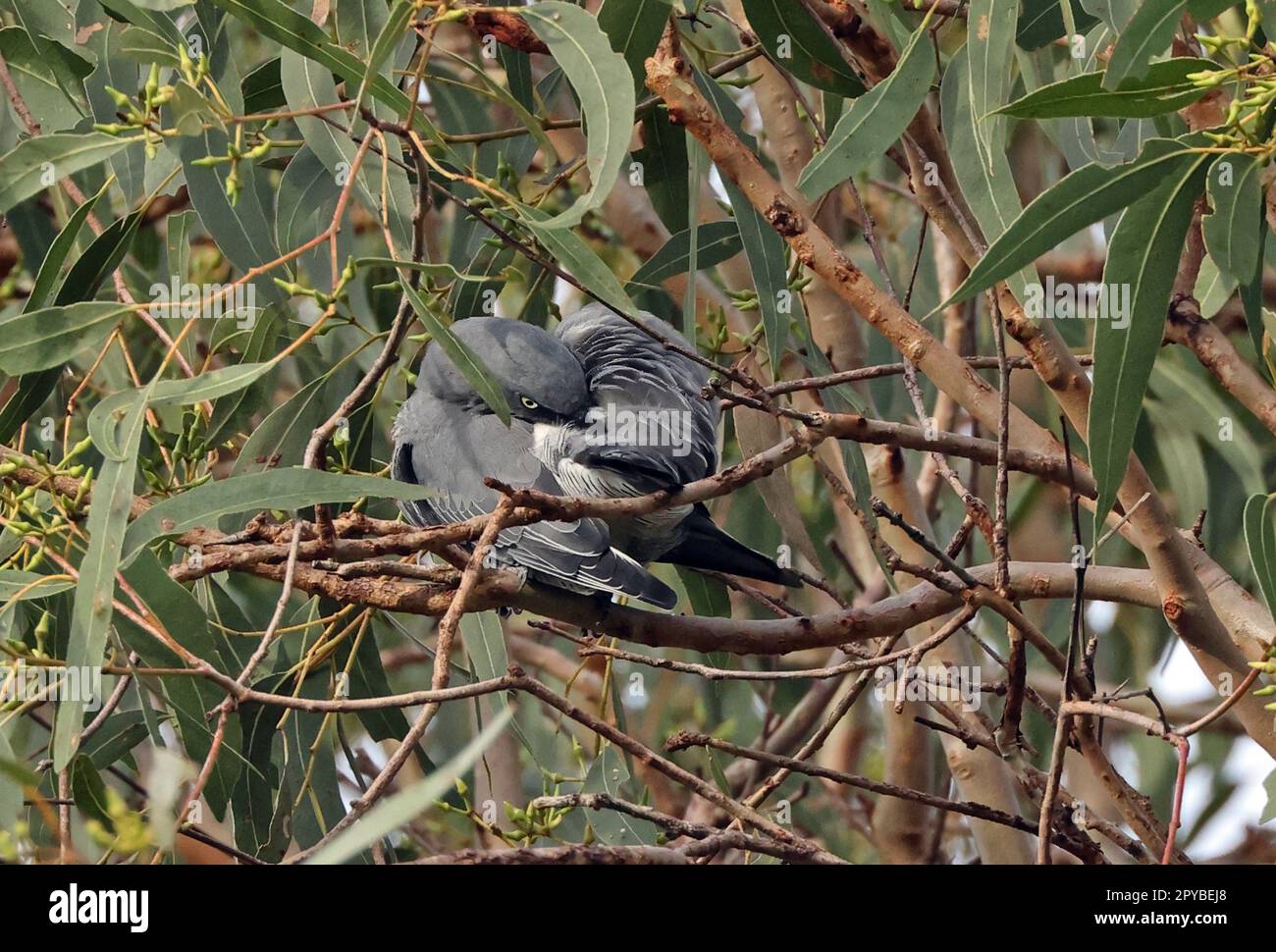 Barred Cuckooshrike (Coracina lineata lineata) adult perched in gum