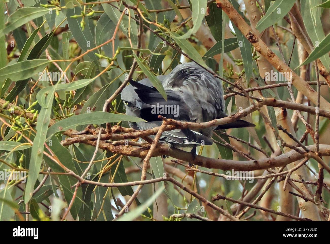 Barred Cuckooshrike (Coracina lineata lineata) adult perched in gum tree preening  south-east Queensland, Australia.     March Stock Photo