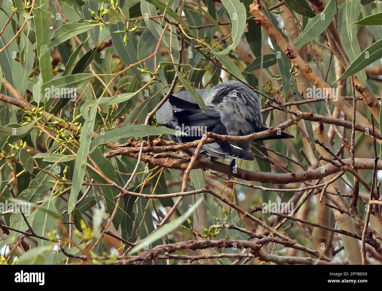Coracina lineata hires stock photography and images Alamy