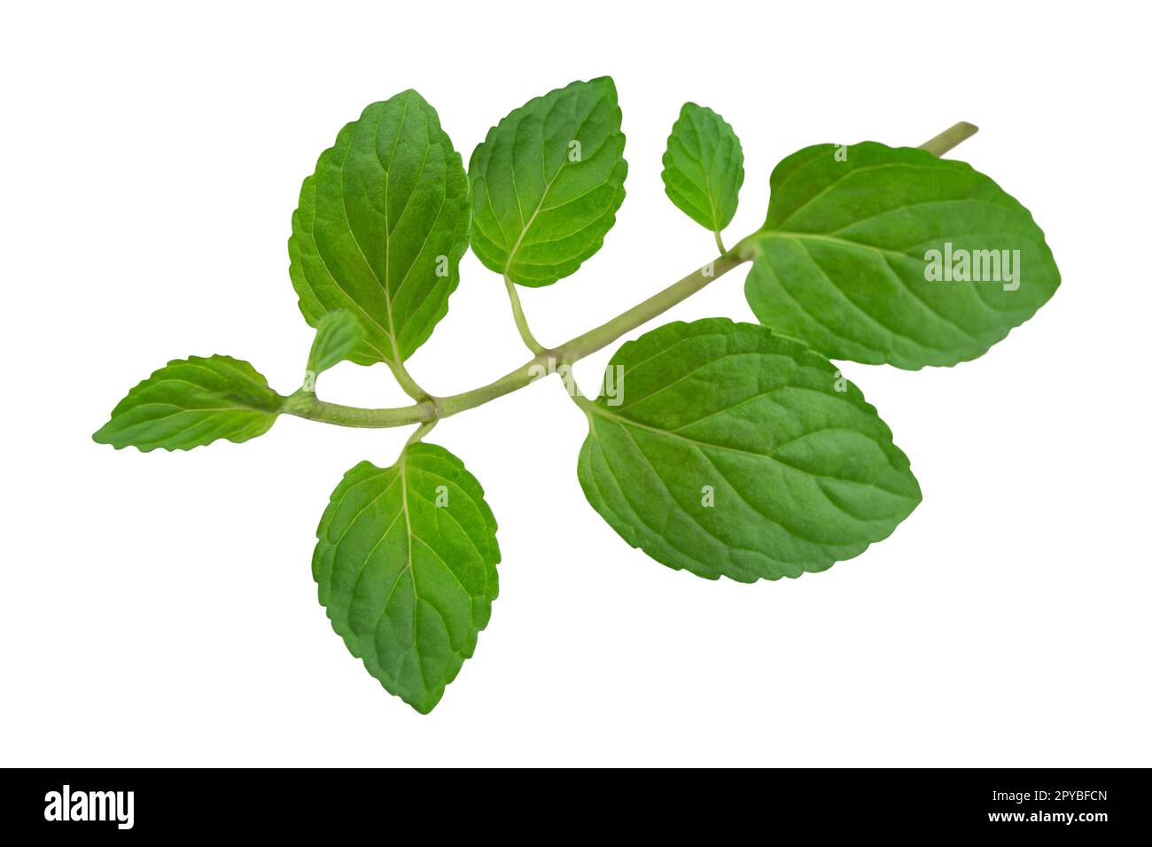 Fresh peppermint leaves isolated on white background Stock Photo