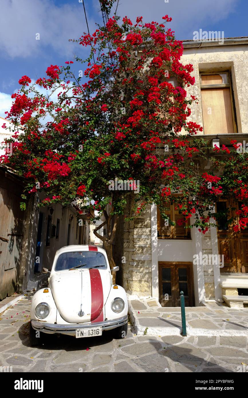 Car flowers beetle hi-res stock photography and images - Alamy