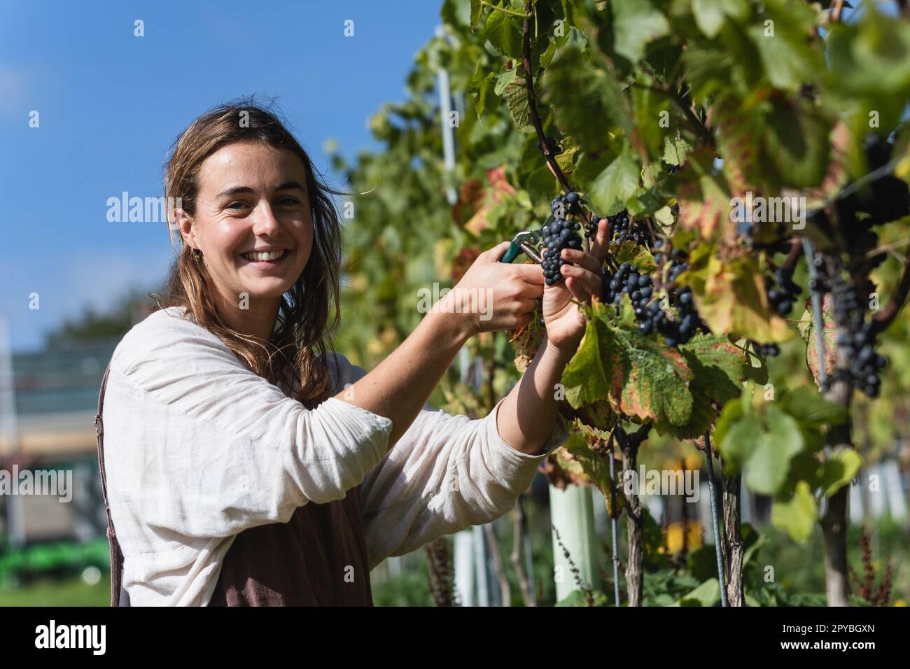 People picking grapes at Tillingham winery on the 6th October 2022 in