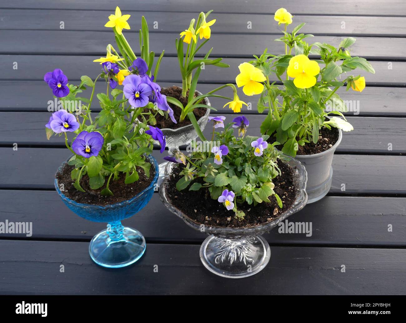 Narcissus and pansies in bowls Stock Photo
