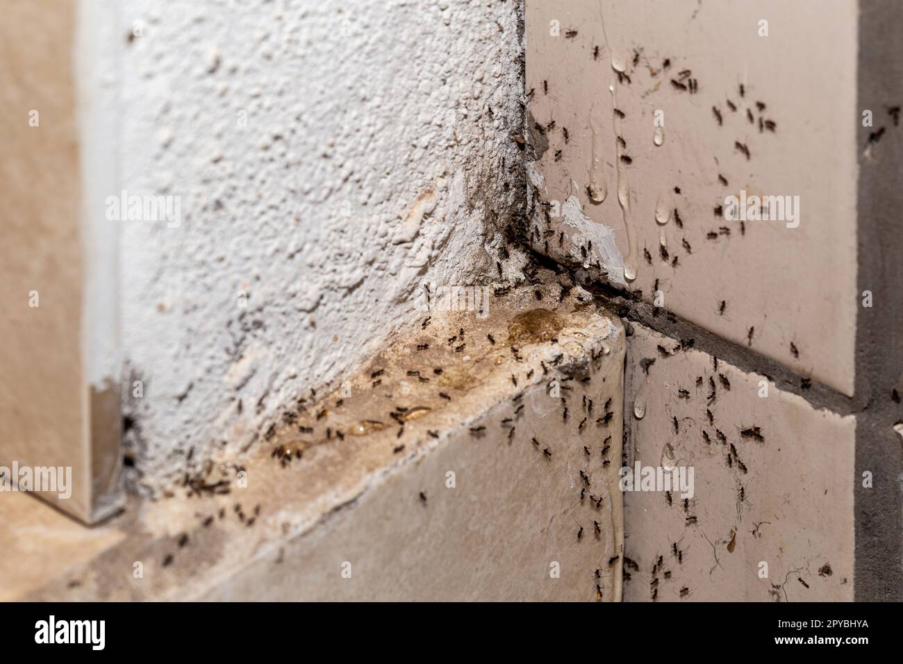ant infestation, hole and crack in the wall with insects, need for