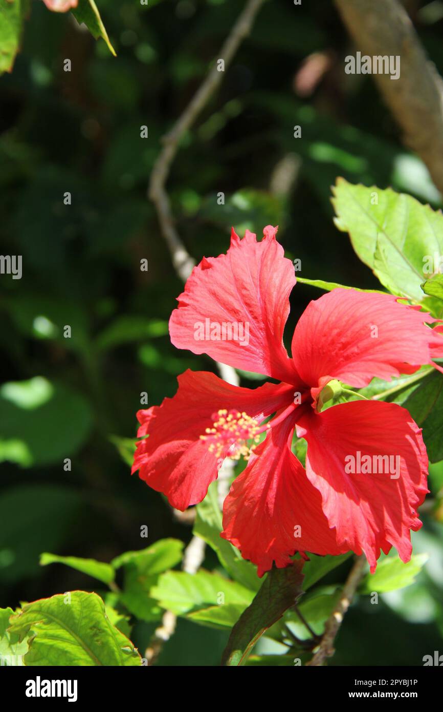 red hibiscus flower Stock Photo