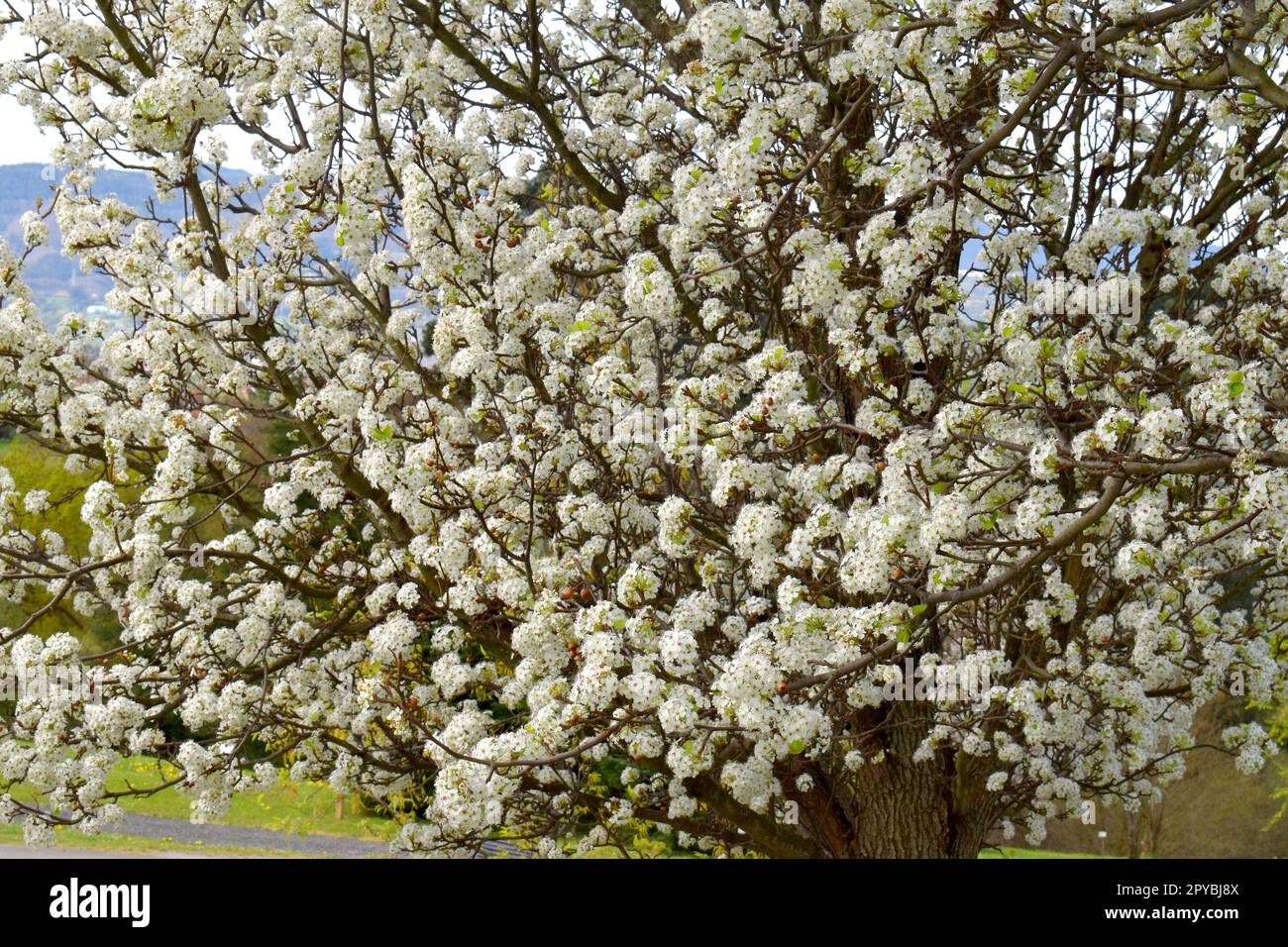 Detail of the flowers of Callery pear (Pyrus calleryana). It is an endemic species of China and Vietnam. Stock Photo