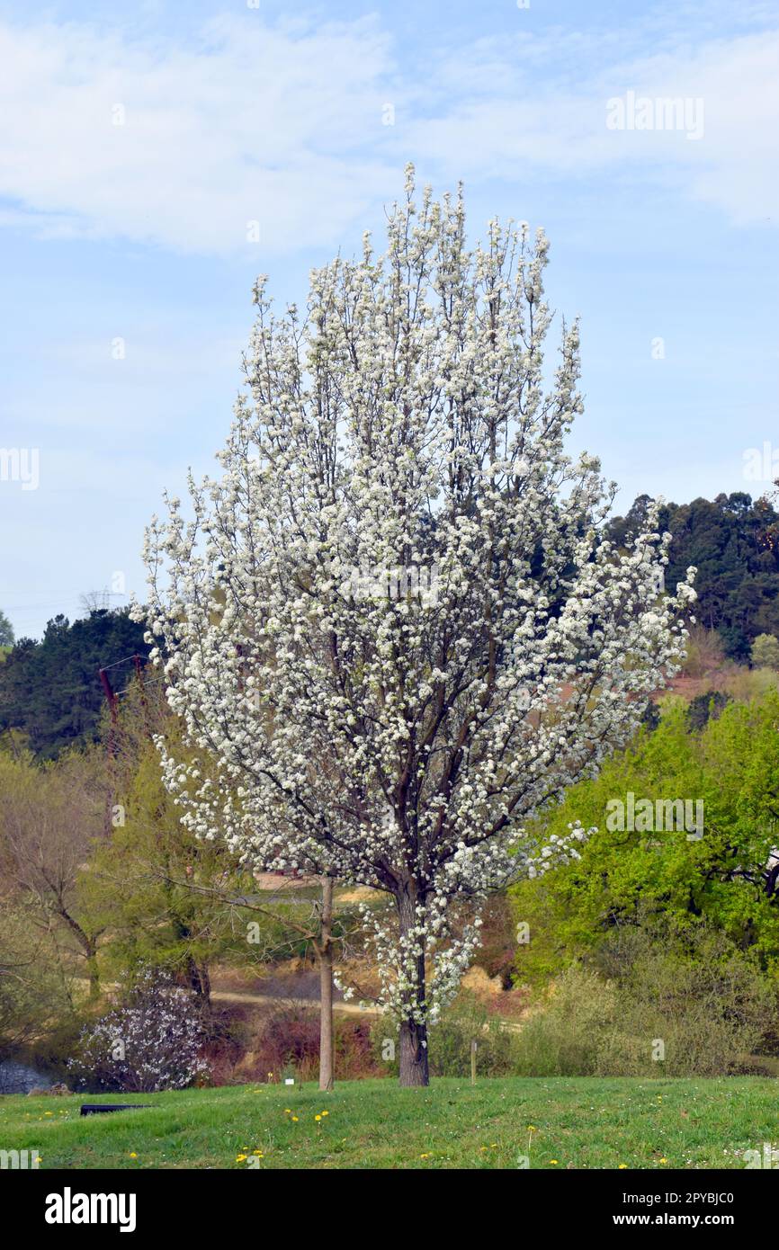 The Callery pear (Pyrus calleryana) in flower. It is an endemic species of China and Vietnam. Stock Photo