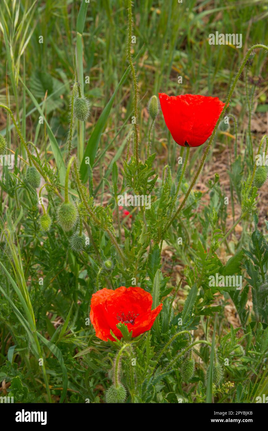 Poppy flowers. Stock Photo