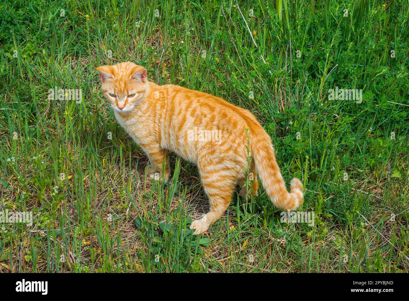 Tabby cat on the grass Stock Photo - Alamy
