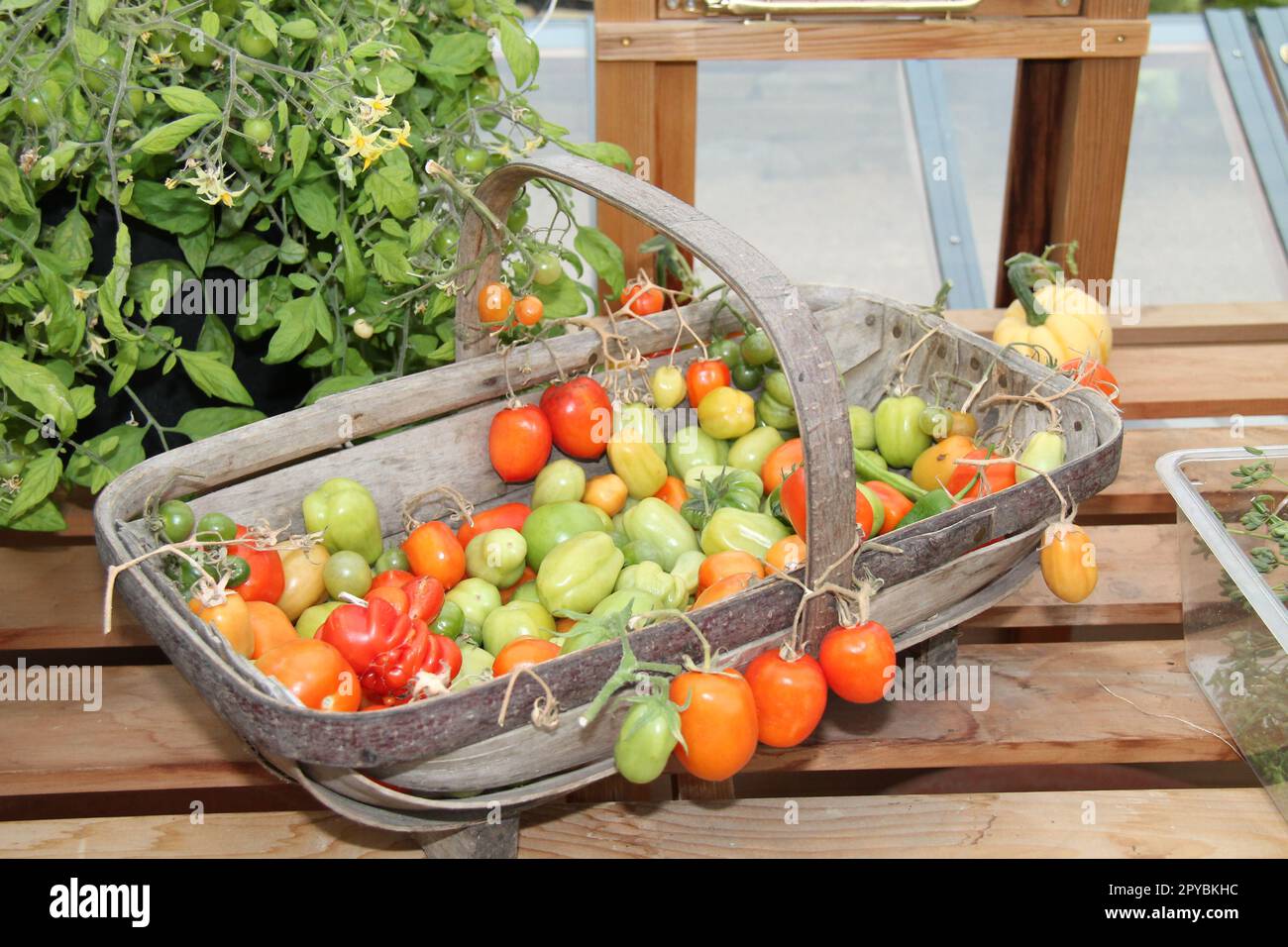 A Variety of Tomatoes in a Wicker Basket Stock Photo - Alamy