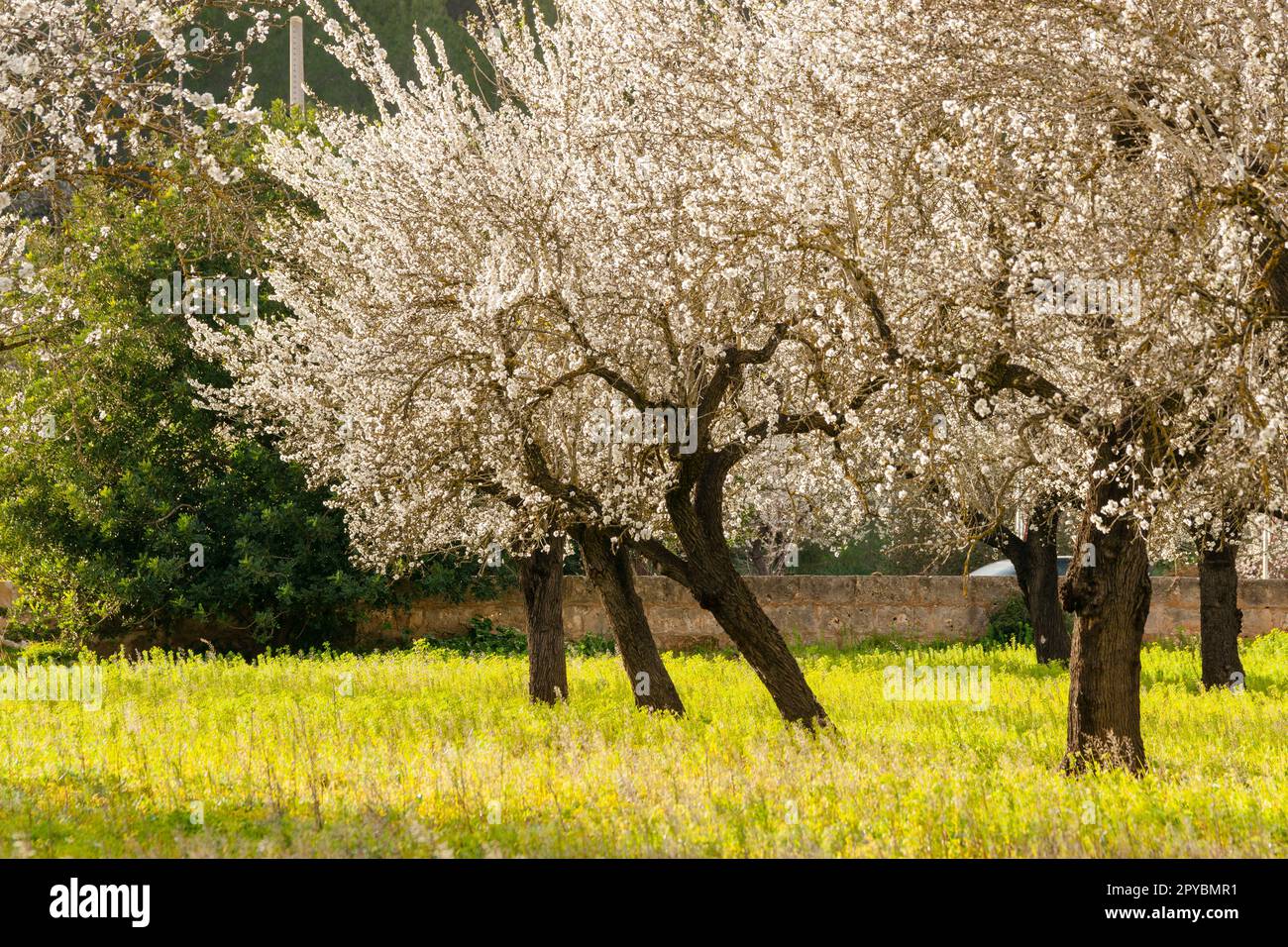 Plantación en invernadero hi-res stock photography and images - Alamy