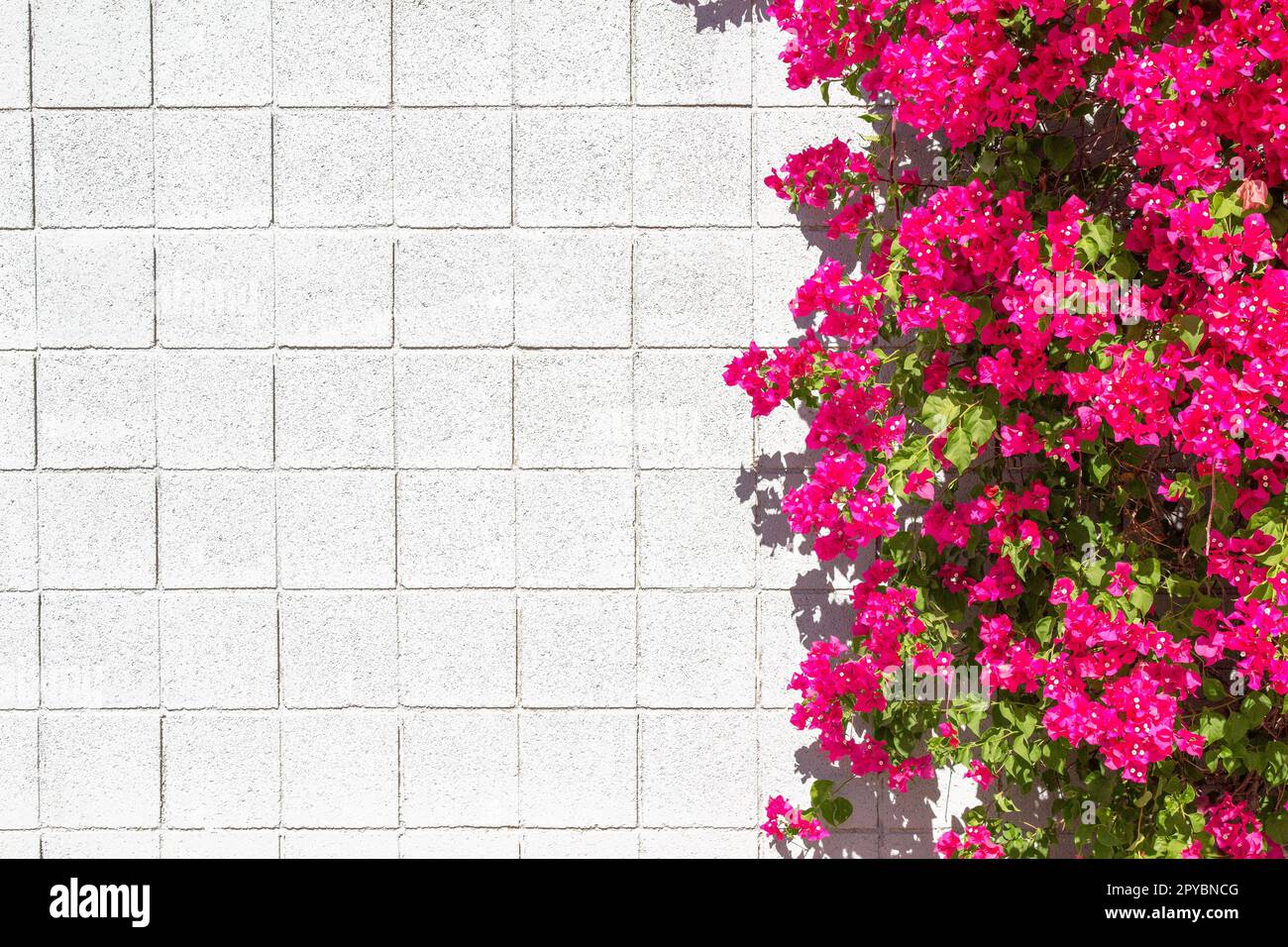 Pink Barbara Karst bougainvillea on a blank, white block wall background. Stock Photo