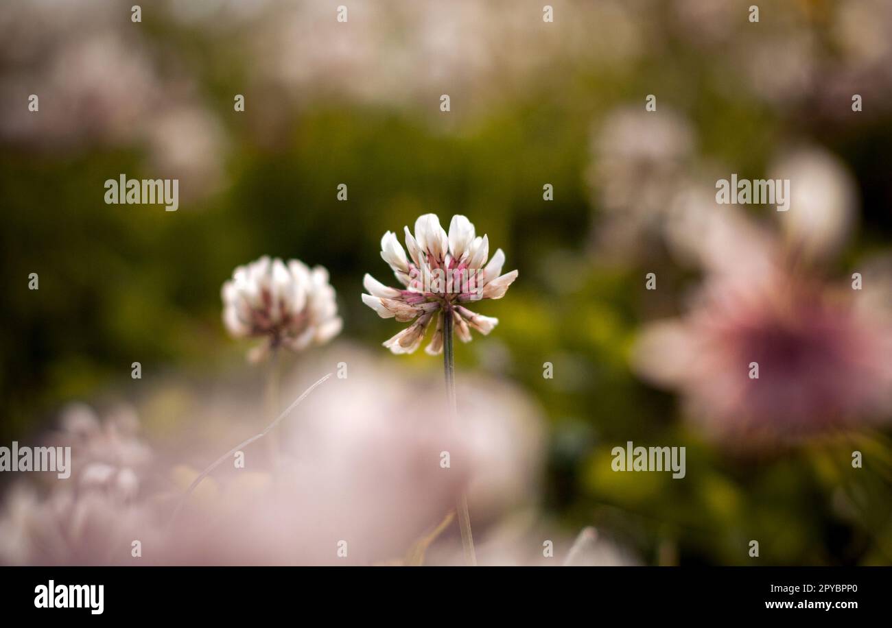Beautiful spring flowers grass hi-res stock photography and images - Alamy