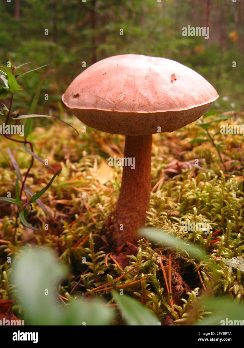 Edible forest mushroom. Beautiful, large, smooth boletus. Find in the forest. Good luck mushroomer. Mushroom with a red foot and pink-beige top. Product consumed by humans after heat treatment. Stock Photo