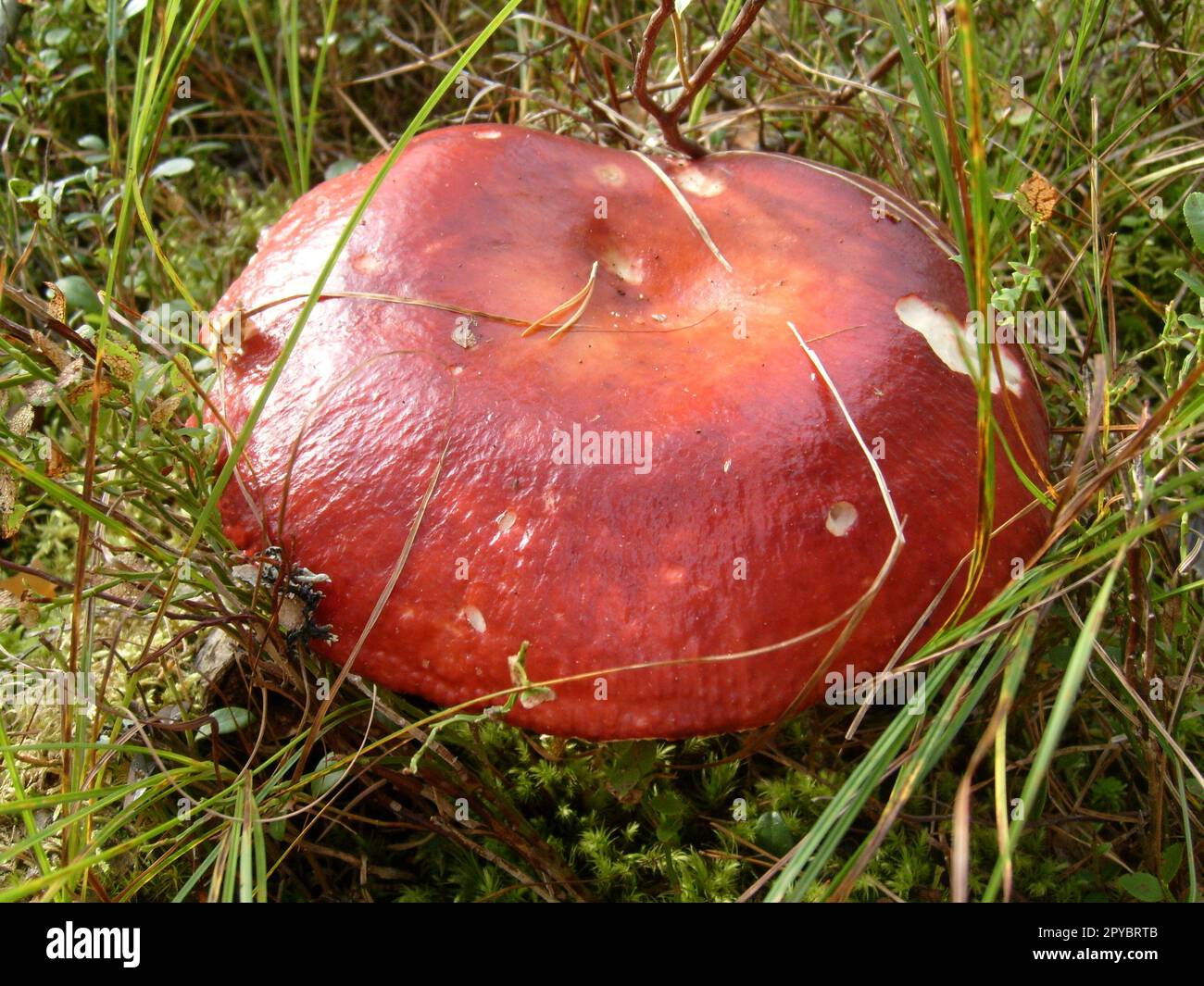 Mushroom with a red hat. A fresh, large russula or boletus found in the forest by a mushroom picker. A good find during a forest walk. A product consumed by a person in food after heat treatment. Stock Photo