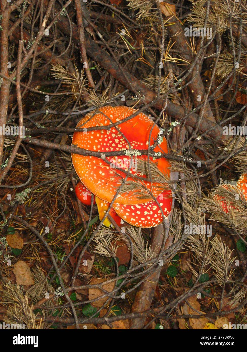 Fly agaric. Several mushrooms with red hats and white dots. Forest mushrooms under dry spruce branches. Autumn wet fallen leaves on the ground. Poisonous mushrooms. Danger to life and health. Stock Photo