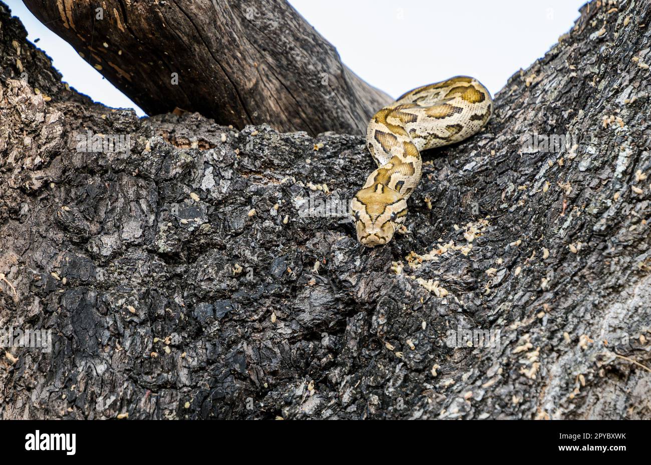 A Central African rock python snake (Python sebae) on a tree branch ...