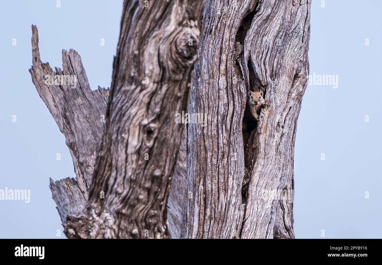 A tree squirrel (Paraxerus cepapi, Smith's bush squirrel, yellow -ooted squirrel), making an alarm call from a tree, Okavanga Delta, Botswana, Africa Stock Photo