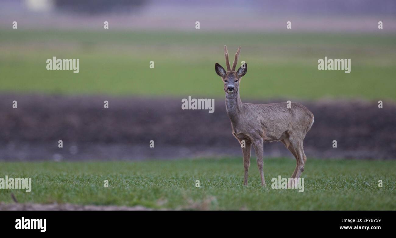 Roe deer antlers spring hi-res stock photography and images - Alamy