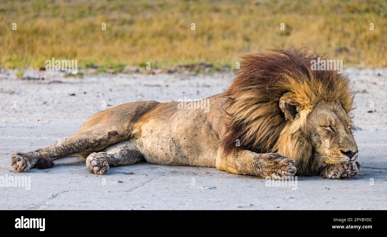 Close up of a male lion (Panthera leo) covered in flies asleep on a dirt aeroplane strip, Okavanga Delta, Botswana, Africa Stock Photo