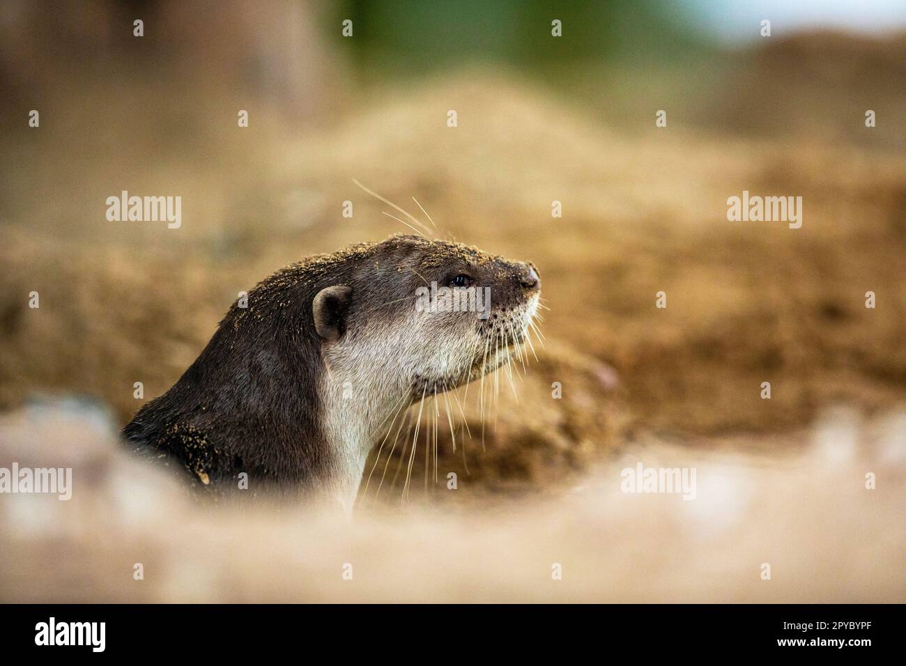 A smooth coated otter emerges from its holt on a riverbank next to a ...