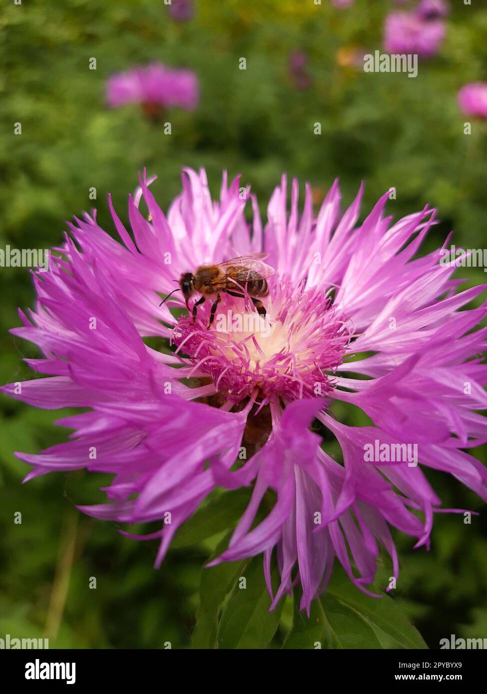 A bee on a cornflower flower close-up against a background of greenery Stock Photo