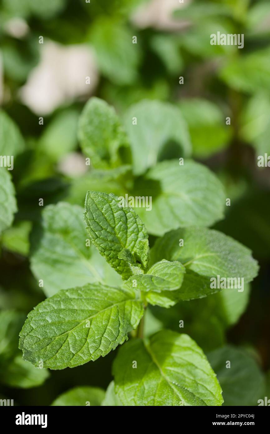 Peppermint leaves mentha piperita hi-res stock photography and images ...