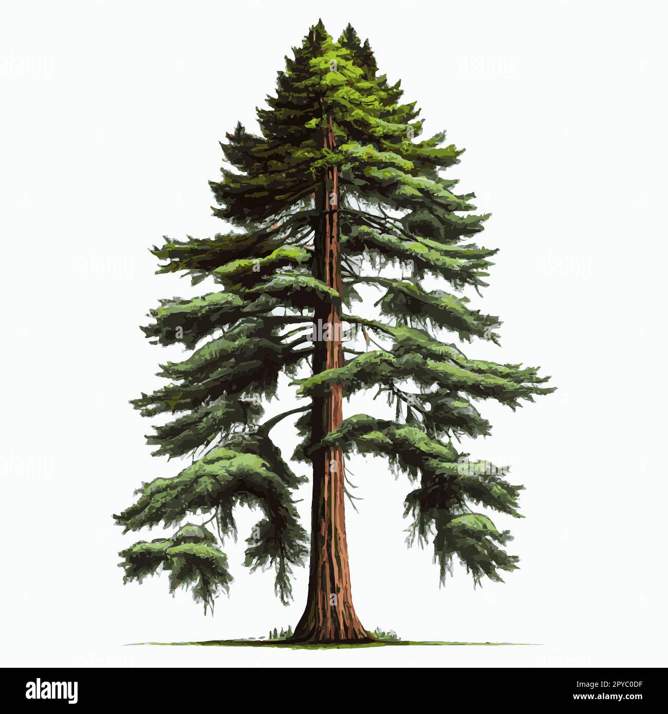Realistic green tallest tree in the world sequoia on a white background