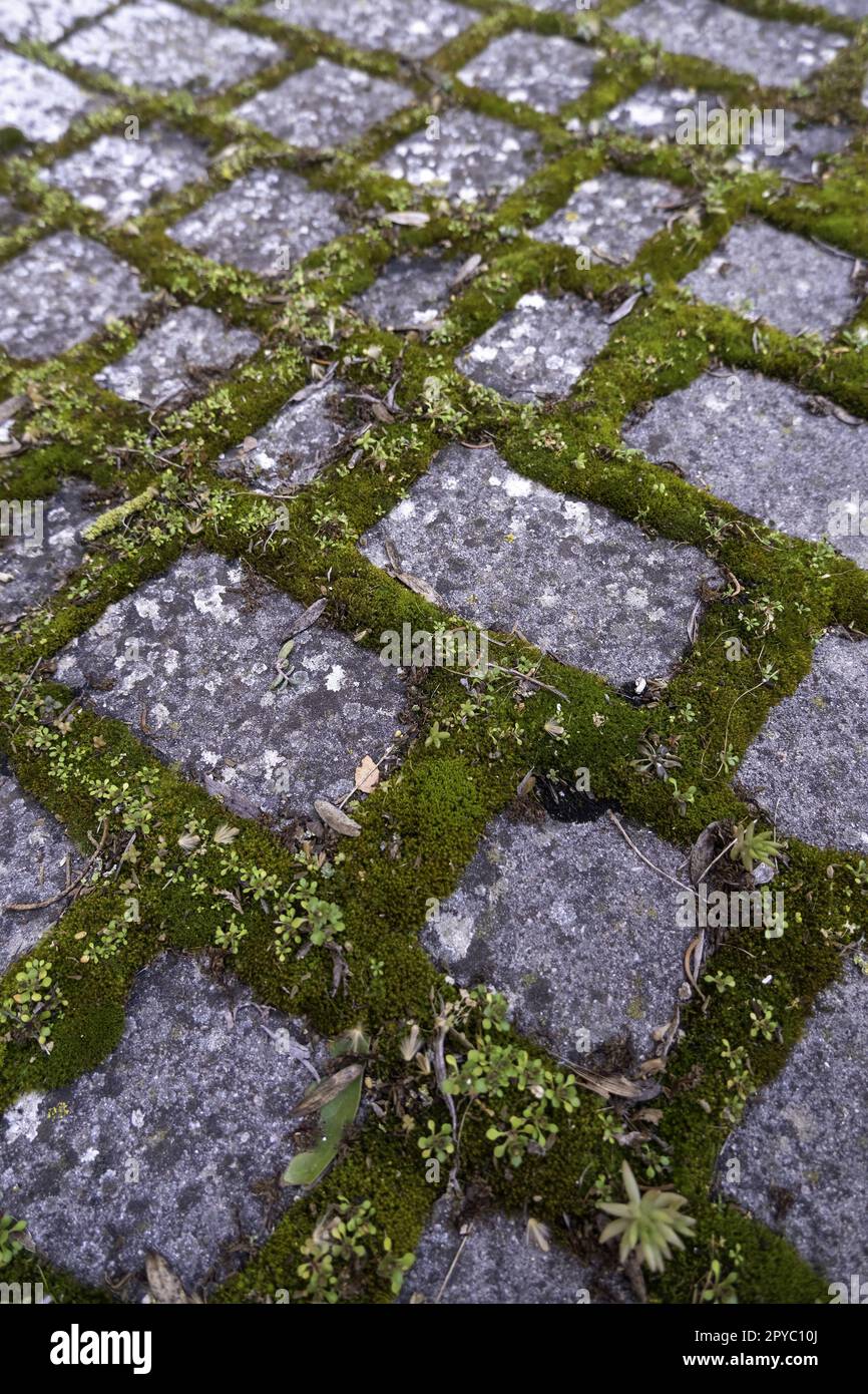 Pavers with moss Stock Photo Alamy