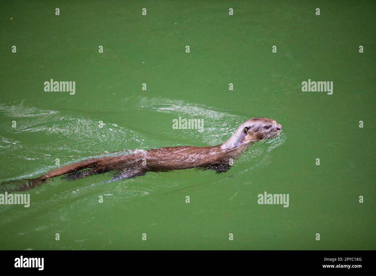 Smooth coated otter swimming in a mangrove river at high tide, Singapore Stock Photo