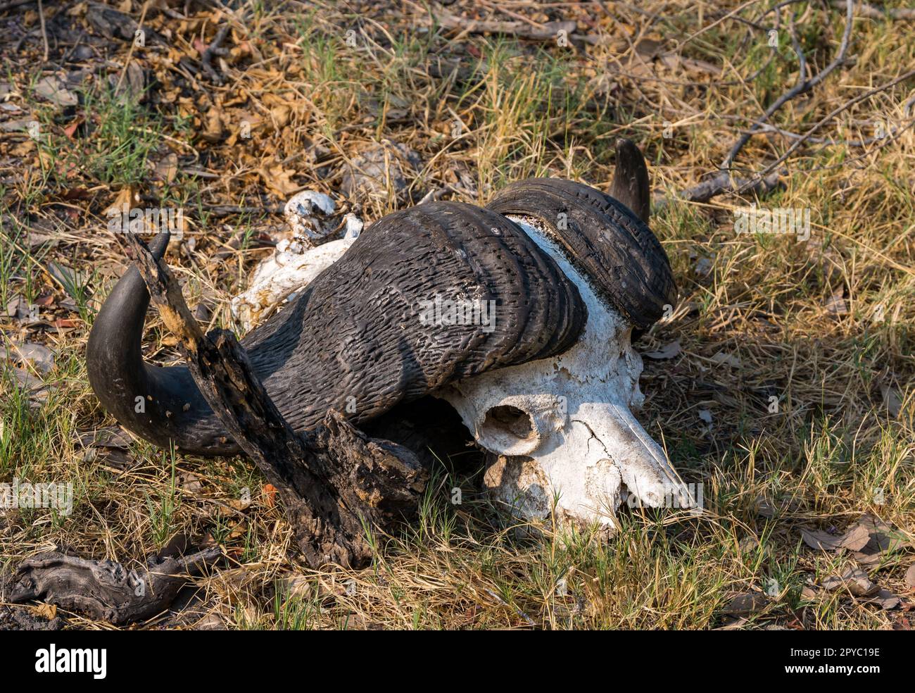 An African Cape buffalo (Syncerus caffer) skull, Okavanga Delta, Botswana, Africa Stock Photo