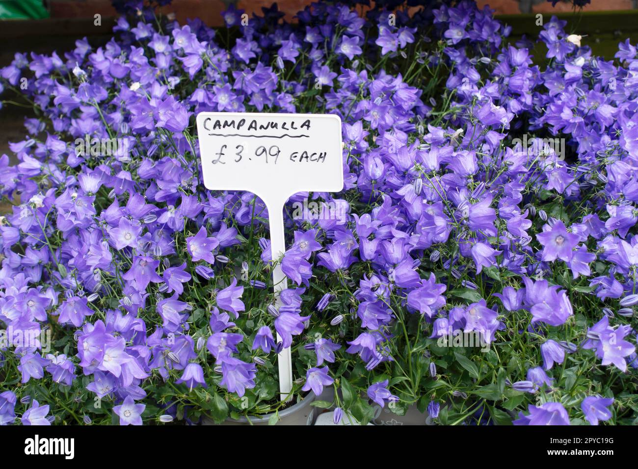 Blue Campanula plants for sale in a garden centre priced at £3.99 each in April 2023 Stock Photo