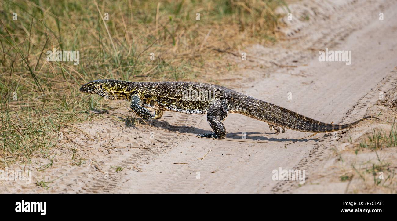 A monitor or African small-grain lizard (Varanus niloticus) cossing a dirt track, Okavanga Delta, Botswana, Africa Stock Photo