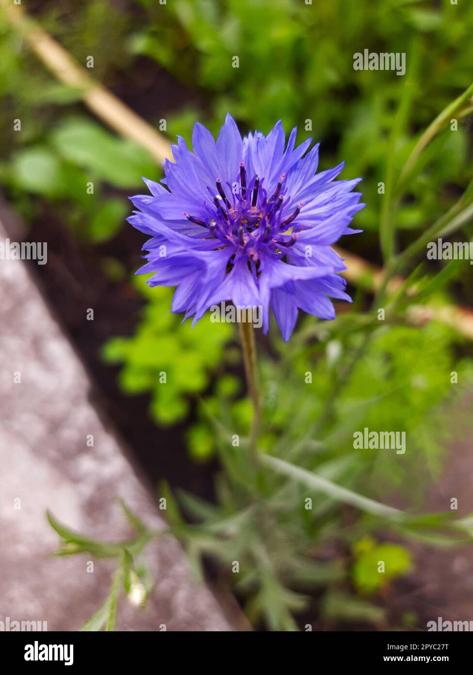 Blue cornflower flower close up Stock Photo