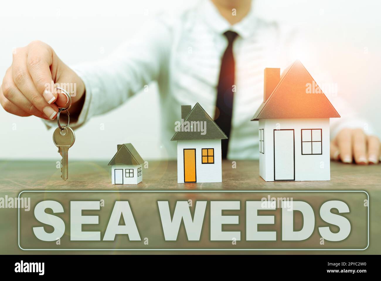 Conceptual caption Sea Weeds. Business idea Large algae growing in the sea or ocean Marine plants flora Stock Photo