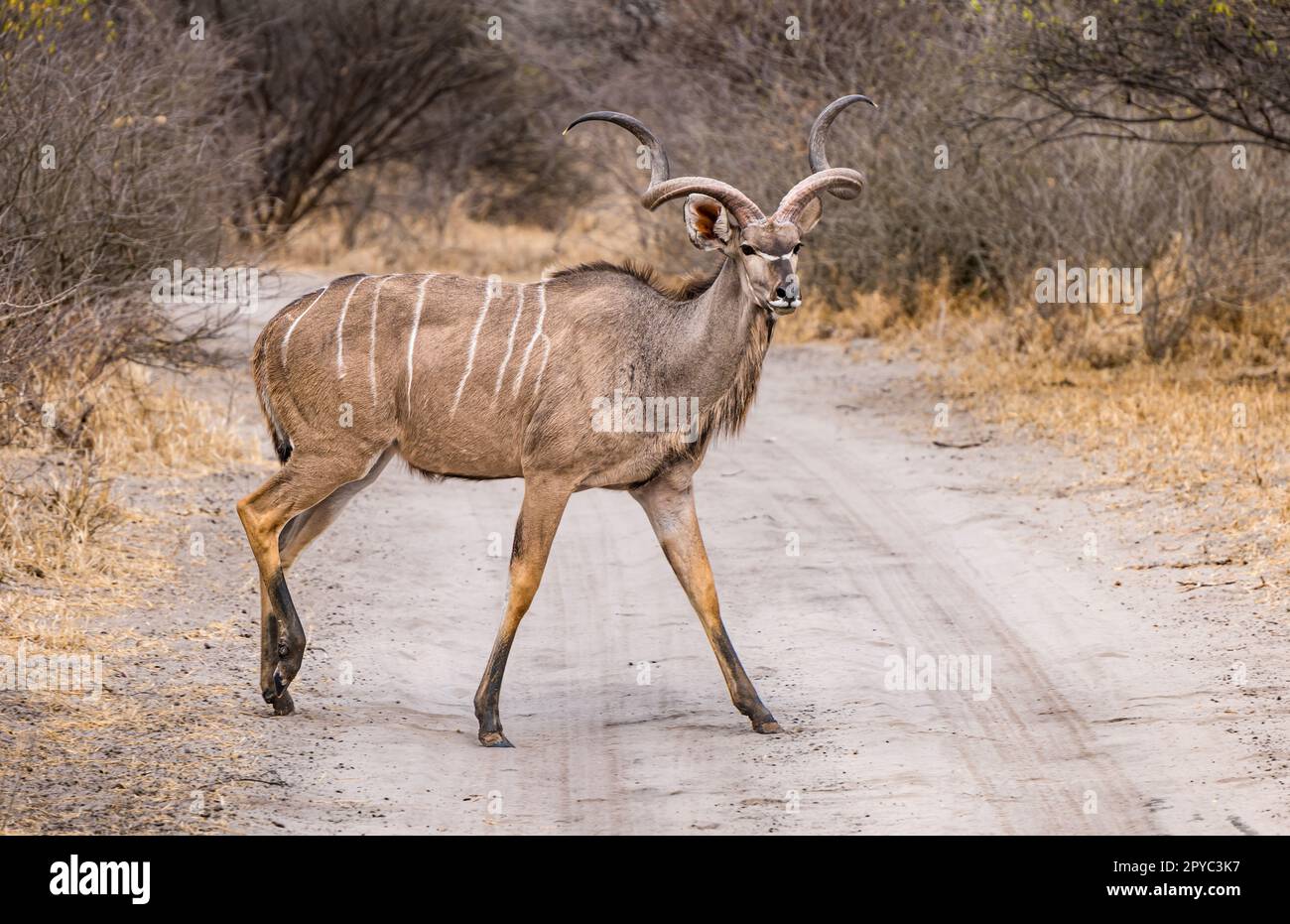 A male horned kudu antelope (Tragelaphus strepsiceros) crossing a dirt track, Kalahari Desert, Botswana, Africa Stock Photo