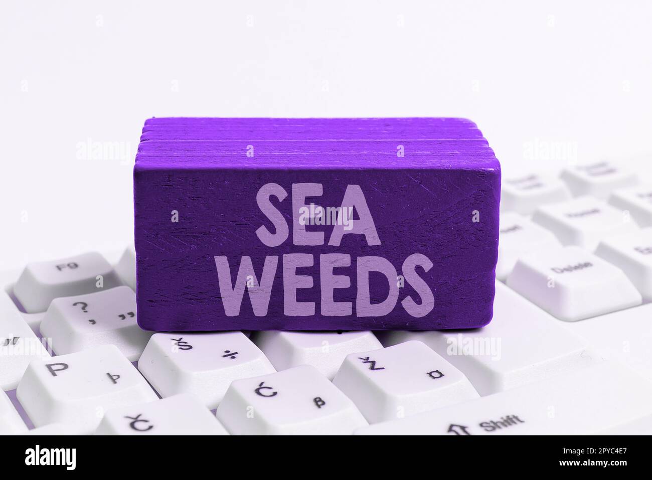 Hand writing sign Sea Weeds. Word for Large algae growing in the sea or ocean Marine plants flora Stock Photo